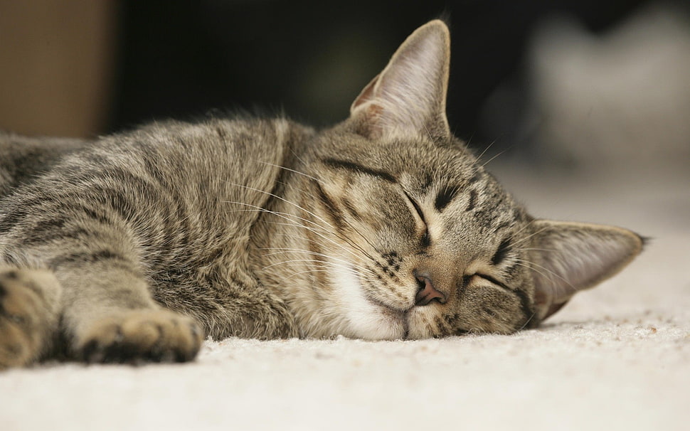 brown tabby cat, cat, kittens HD wallpaper