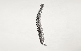 illustration of a bone structure of an animal tail HD wallpaper