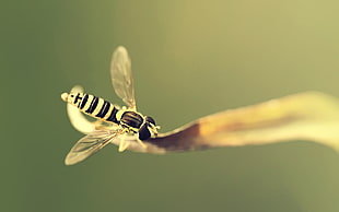 Hoverfly perched on brown leaf in closeup photography