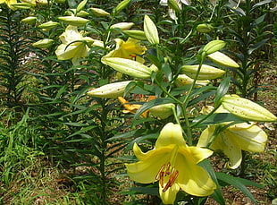 yellow lilies closeup photo at daytime