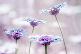 four purple petaled flower close-up photography