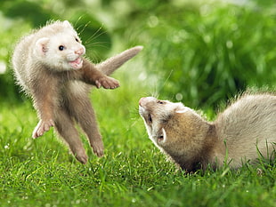 white and brown squireel fighting