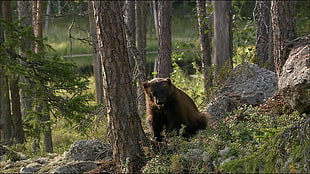 black bear, animals, Wolverine, wolverines