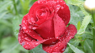 photography of red rose with dew drops