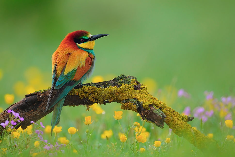 perched red and green bird on wood HD wallpaper