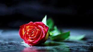 red rose, flowers, photography, rose HD wallpaper