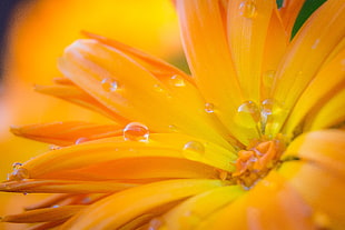 close-up photo of orange flower HD wallpaper