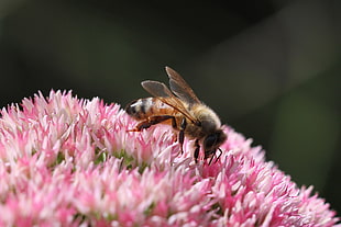 Honey Bee perching on pink and white flowers, apis mellifera HD wallpaper