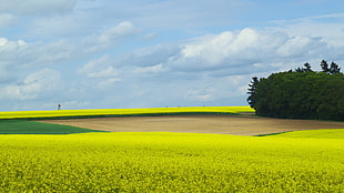green trees, trees, field, Germany, spring