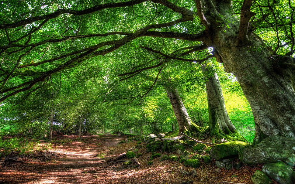 forest photo HD wallpaper