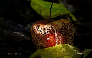 red and brown apple, nature, fruit, Chinese lantern
