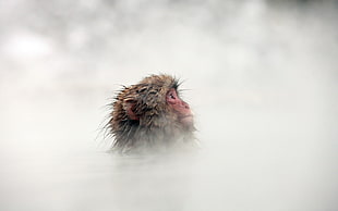 monkey surrounded by fog