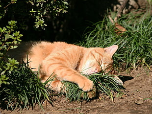 orange tabby cat during daytime
