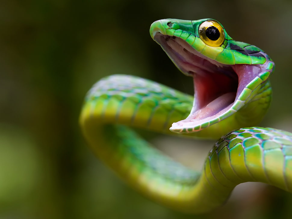 shallow focus photography of green and yellow snake during daytime HD wallpaper