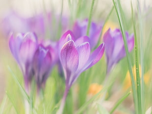 selective focus photography of purple Crocus flowers HD wallpaper