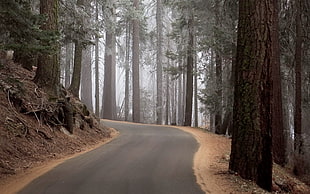 road in forest during daytime HD wallpaper