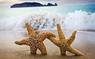 two yellow starfish on seashore during daytime HD wallpaper