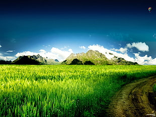 green grass, landscape, grass, mountains, green HD wallpaper