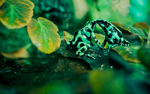 two black-and-green frogs, animals, frog, amphibian, poison dart frogs