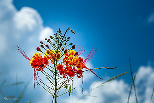 close-up photo of red and yellow flowers during daytime