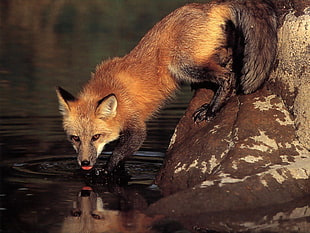 photography of brown and black four legged animal during day time
