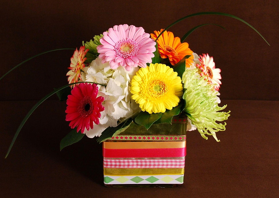 assorted color of daisies in a box HD wallpaper