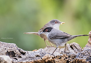 shallow focus photography of two gray birds on brown tree branch