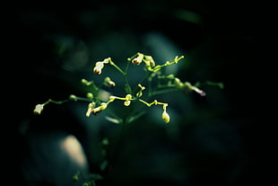macro photography of yellow flower HD wallpaper