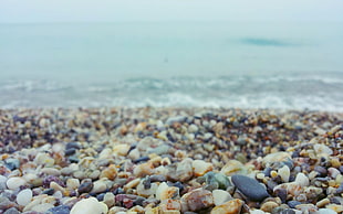 brown, black, and gray pebbles, coast HD wallpaper
