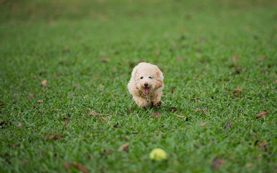 tan long-coat puppy on green grass field HD wallpaper