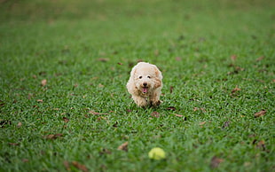 tan long-coat puppy on green grass field
