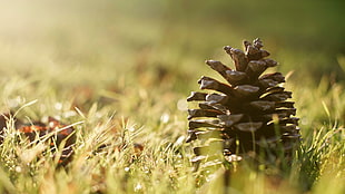 brown pine cone, pine cones, grass, sunlight, macro HD wallpaper