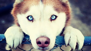 adult white and tan Siberian husky, Siberian Husky , animals, blue eyes, dog