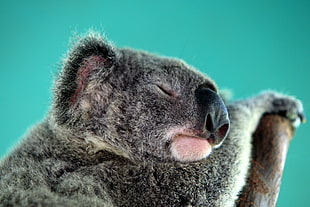 koala photography HD wallpaper