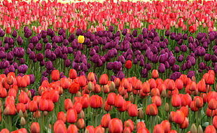assorted field of Tulips