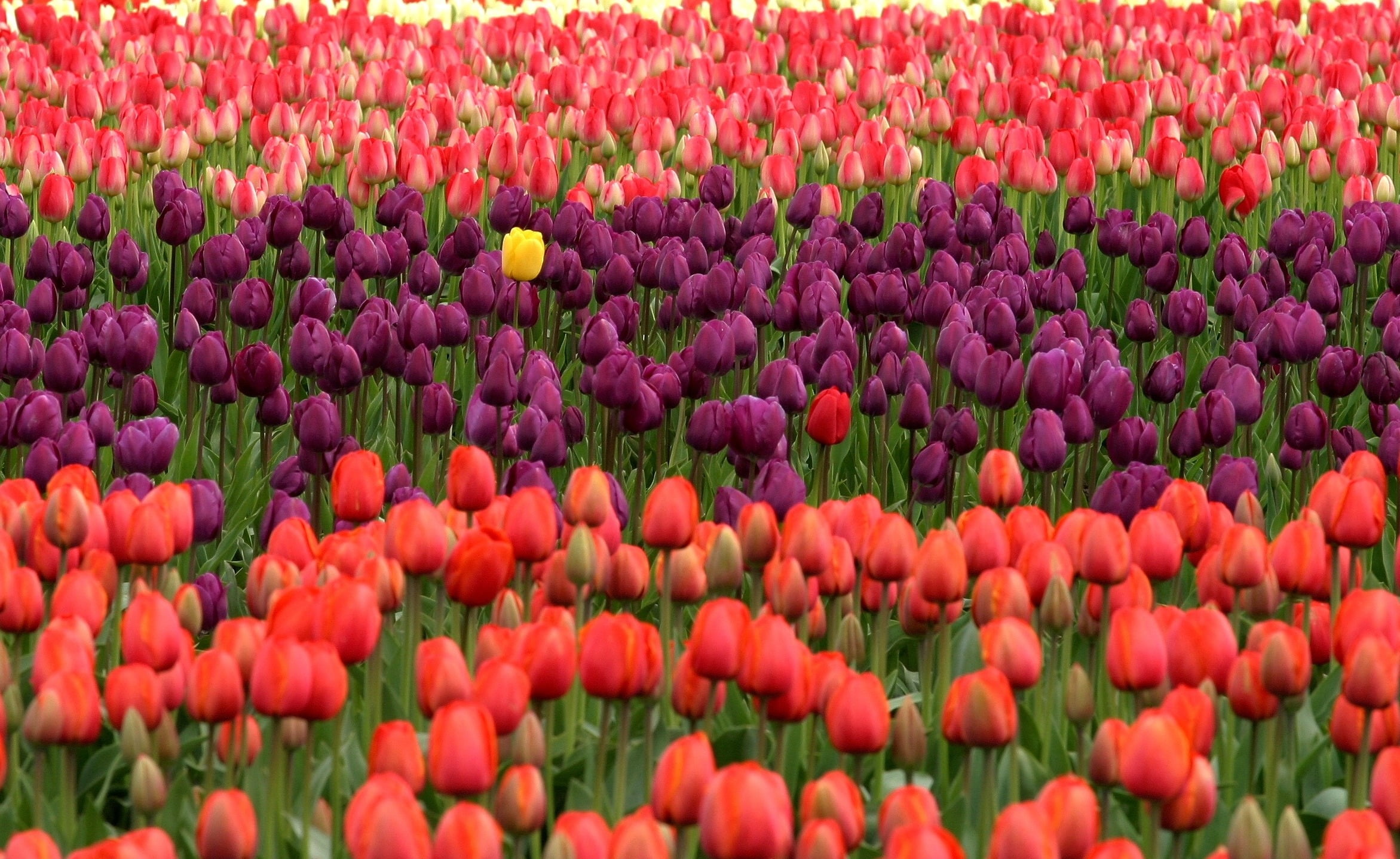 assorted field of Tulips