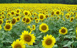 sunflower field during daytime, sunflowers