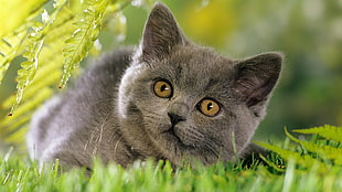 short-coated gray cat on green grass field