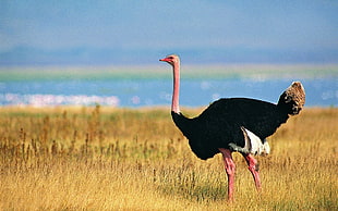 ostrich on grassland during daytime