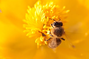 closeup photo of Honey Bee on top of yellow flower HD wallpaper