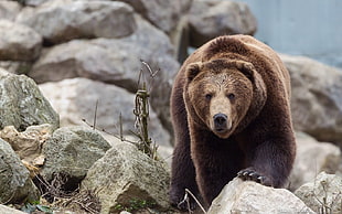 brown bear, animals, bears, rock, closeup