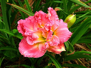 pink and yellow flower surrounded with green grasses