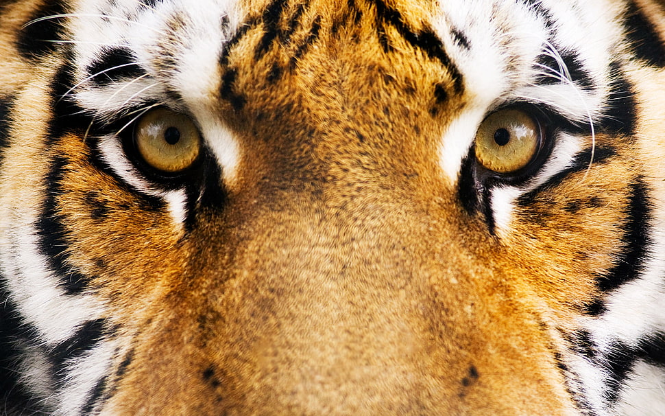 Tiger face, animals, eyes, tiger HD wallpaper