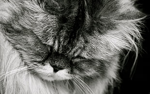 gray scale photography of cat HD wallpaper