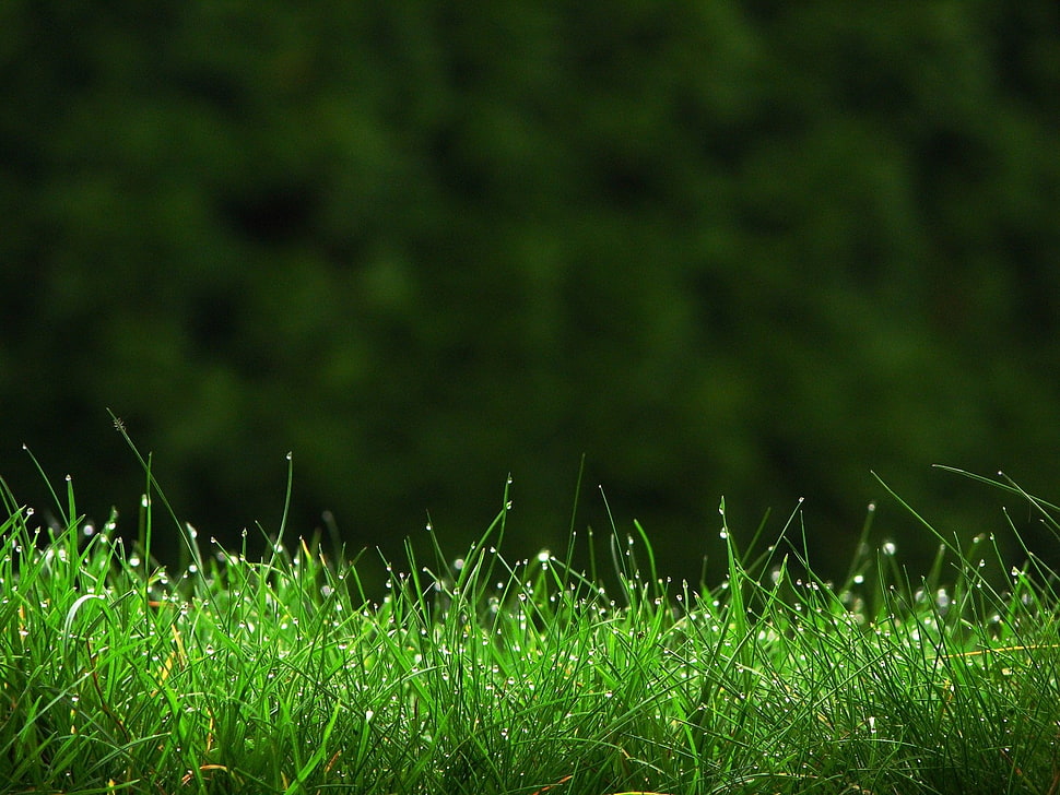 selective focus photography of green grass HD wallpaper
