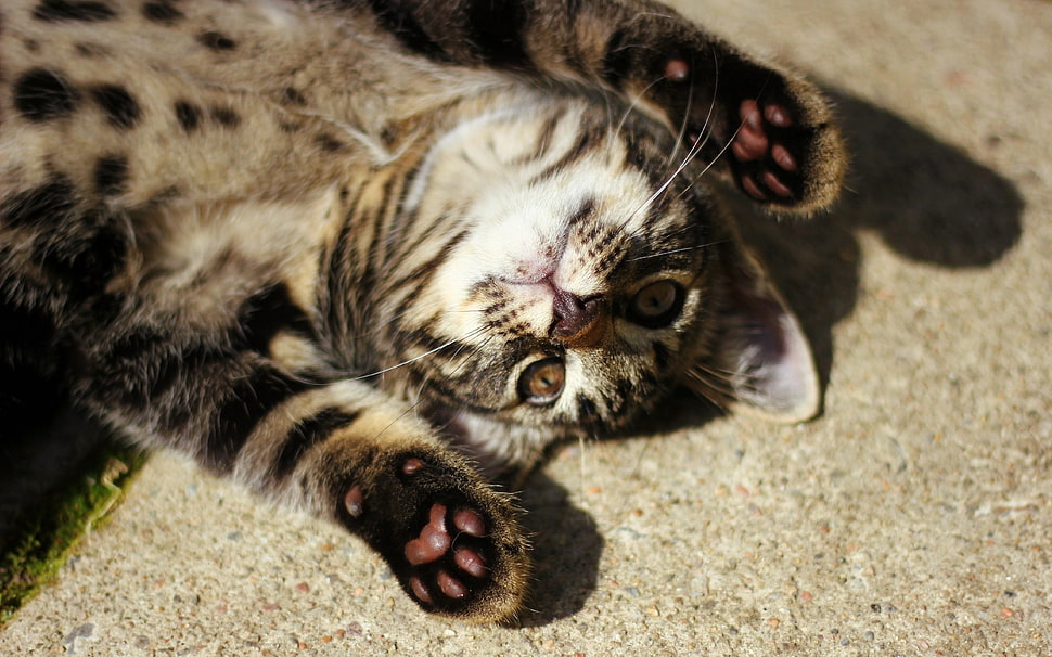 gray tabby cat lying on gray carpet HD wallpaper