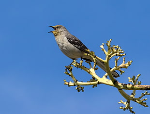 grey and black bird on brown tree branch, mockingbird