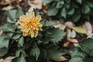 yellow and red dahlia flower in selective focus photography