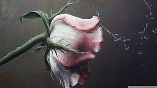 pink rose flower illustration, nature, rose, flowers, artwork