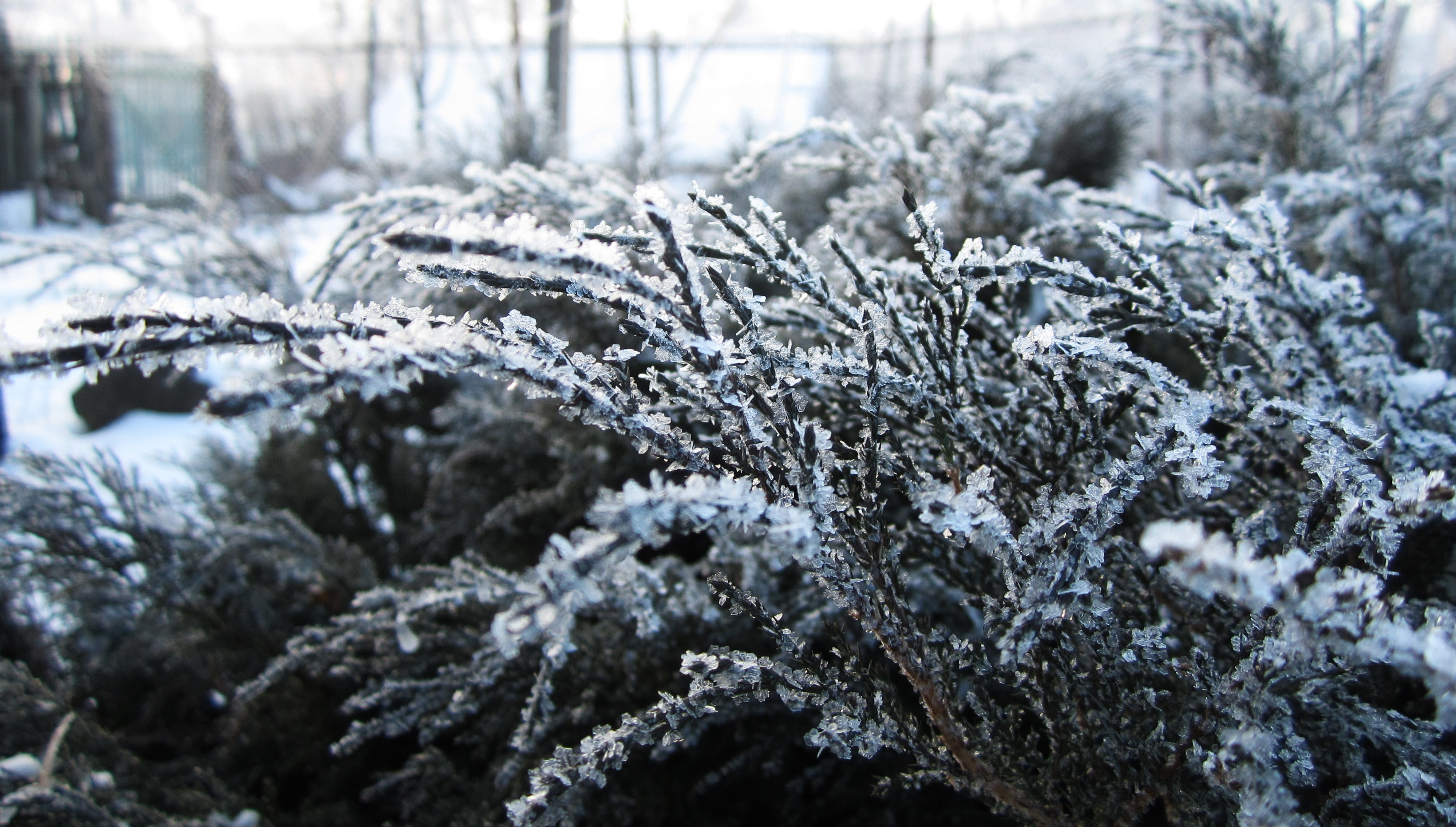 black and white floral textile, Russia, winter, snow, plants